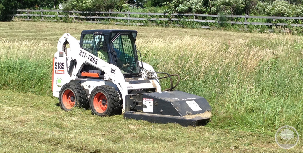 Bobcat_02