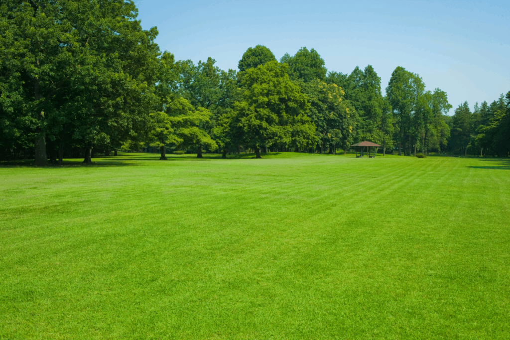 Lawn 2